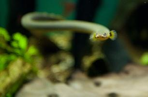 Foto: Peixe-corda