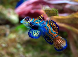 Foto: Peixe-mandarim