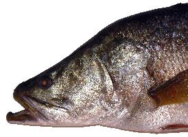Foto: Perca-do-nilo