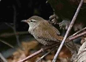 Foto: Carriça