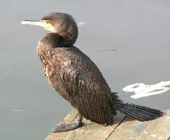 Foto: Cormorão