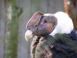 Foto: Condor