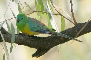 Foto: Periquito red rumped