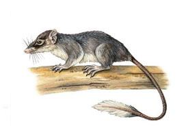 Foto: Ptilocercidae