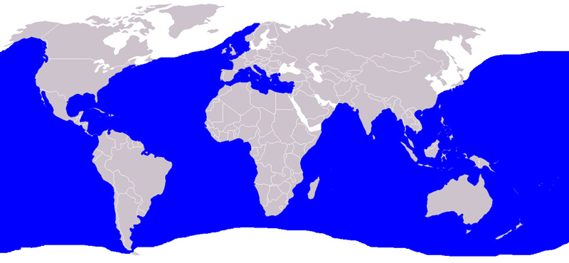 Foto: Blue shark - ocorrência