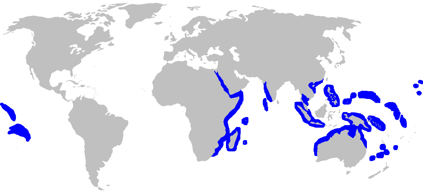 Foto: Grey reef shark - ocorrência