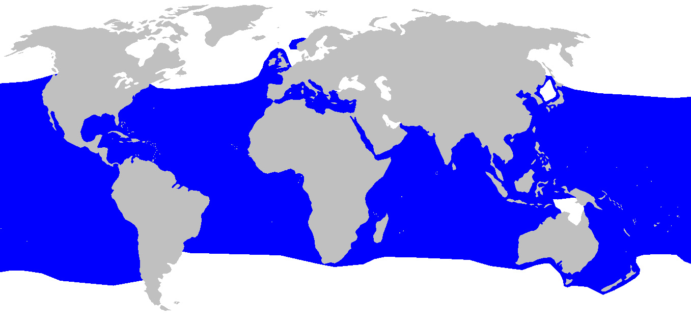 Foto: Shortfin mako - ocorrência