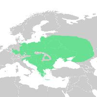 Foto: European green toad - ocorrência