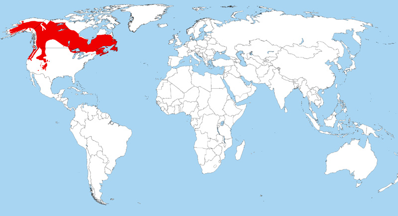 Foto: Canada jay - ocorrência