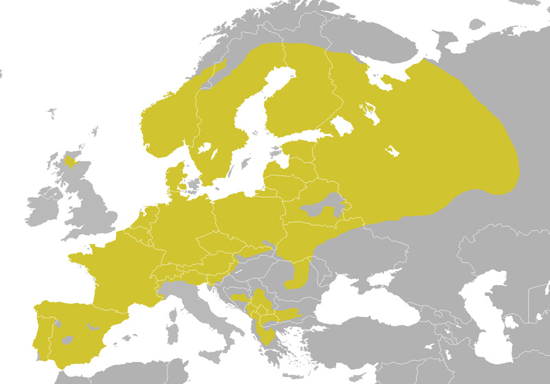 Foto: Crested tit - ocorrência