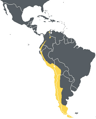 Foto: Condor - ocorrência