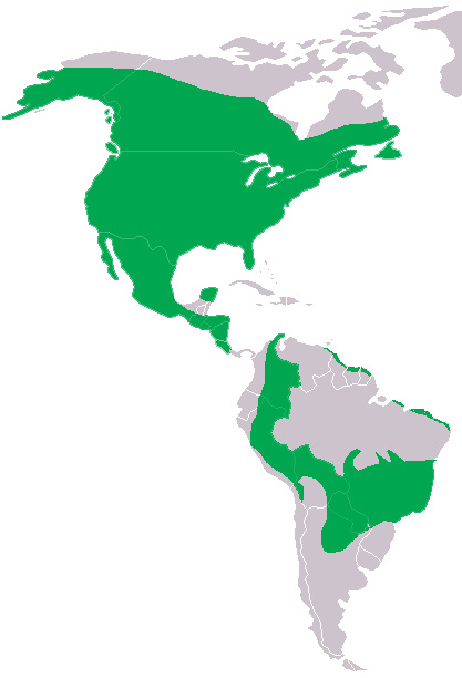 Foto: Jacurutu - ocorrência