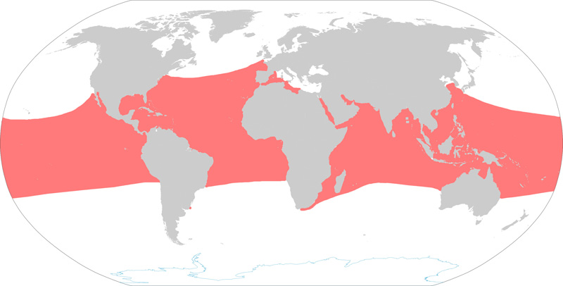 Foto: Hawksbill sea turtle - ocorrência