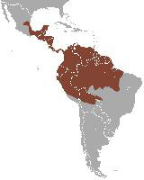 Foto: Common opossum - ocorrência