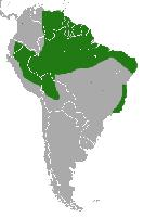 Foto: Cuíca - ocorrência