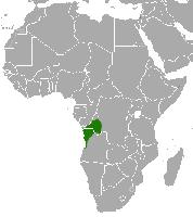 Foto: Angolan talapoin - ocorrência