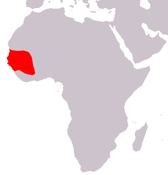 Foto: Guinea baboon - ocorrência